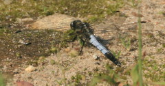 Lecicha białolica
